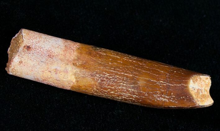 Large Rebbachisaurus Tooth - Tegana Sauropod #9746